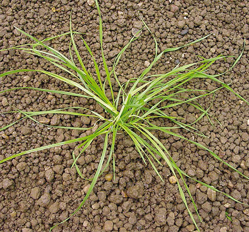 Herbicyd BOXER 800 EC - Miotła zbożowa, poważny problem plantatorów zbóż - Jesienne wschody miotły zbożowej, widoczna duża liczba rozkrzewień