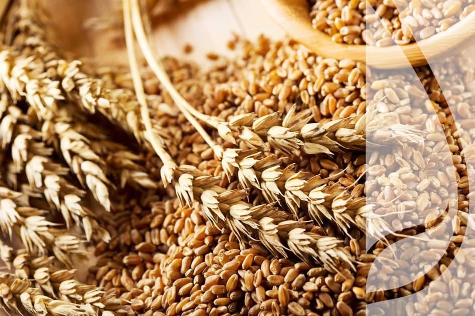 Odmiany jakościowe, elitarne i chlebowe – charakterystyka pszenicy